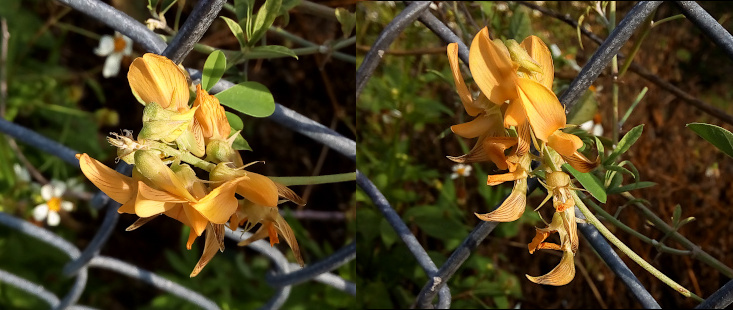 [Two photos spliced together. The vine on which the flowers are located is twined with a metal chain-link fence. The group of flowers are about a half-dozen yellow blooms all atop each other. There appears to be a long wide petal which is all yellow and a thinner petal which is yellow with red stripes along the length. It is hard to distinguish the individual blooms because the blooms are so close together. The image on the left is more of the backsides of the petals while the image on the right is more the inside view of the petals.]